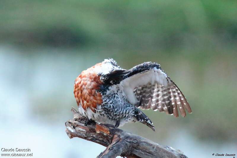 Giant Kingfisher male adult, care, pigmentation