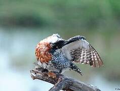 Giant Kingfisher