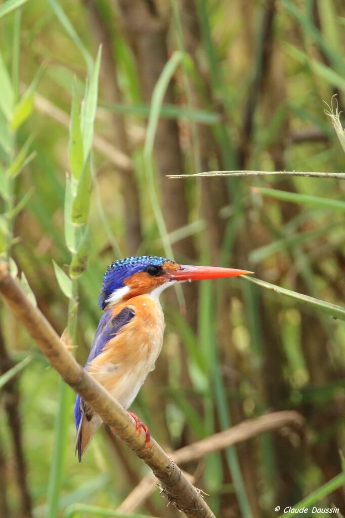 Malachite Kingfisher