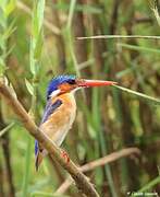 Malachite Kingfisher