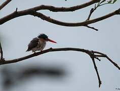 Malachite Kingfisher