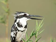 Pied Kingfisher