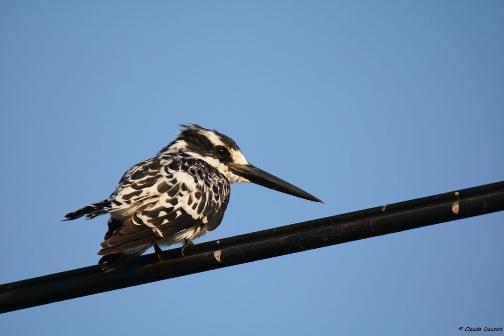 Pied Kingfisher