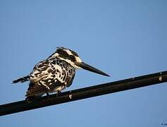 Pied Kingfisher