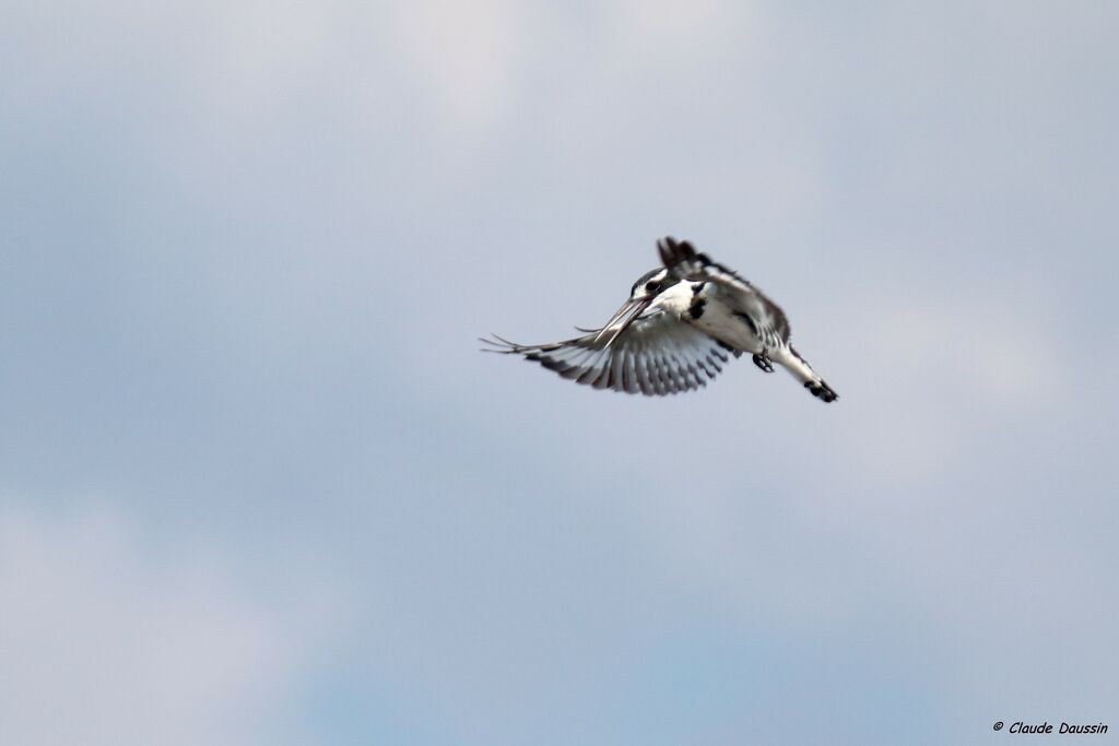 Pied Kingfisher