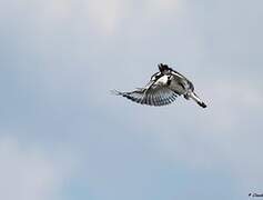 Pied Kingfisher