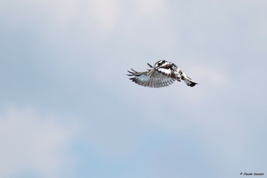 Pied Kingfisher