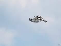 Pied Kingfisher