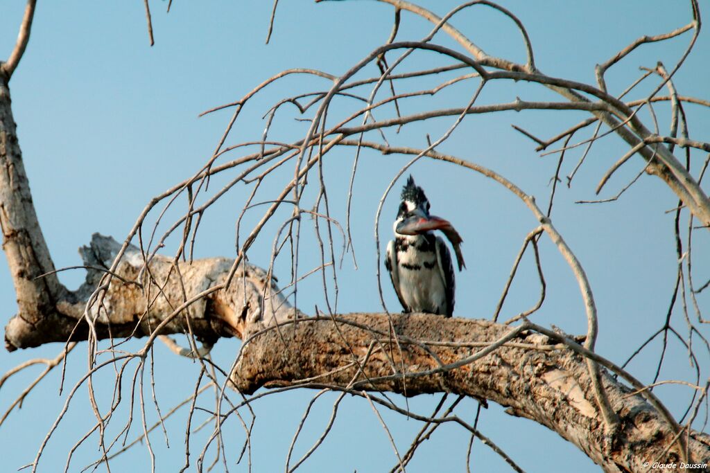 Pied Kingfisher