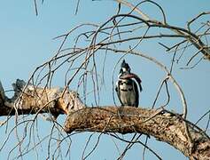 Pied Kingfisher