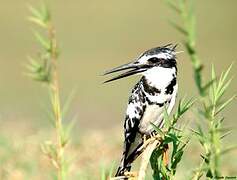 Pied Kingfisher