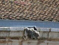 Crested Myna