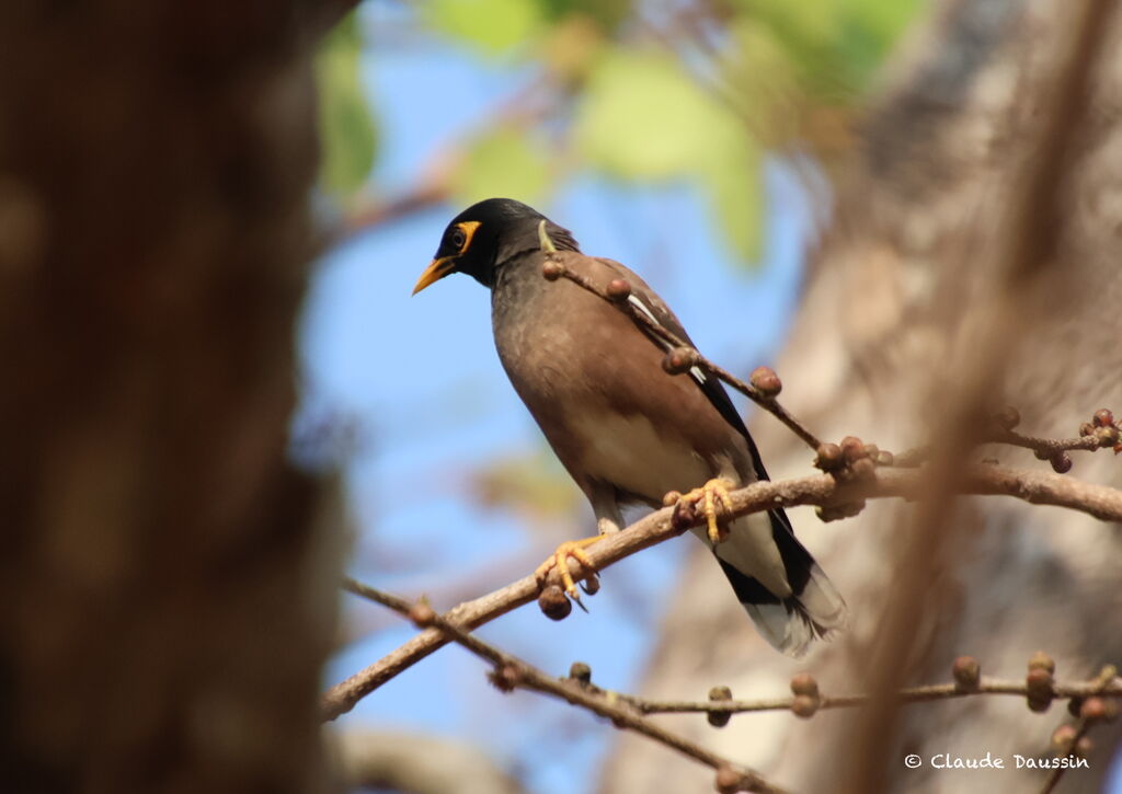 Common Myna