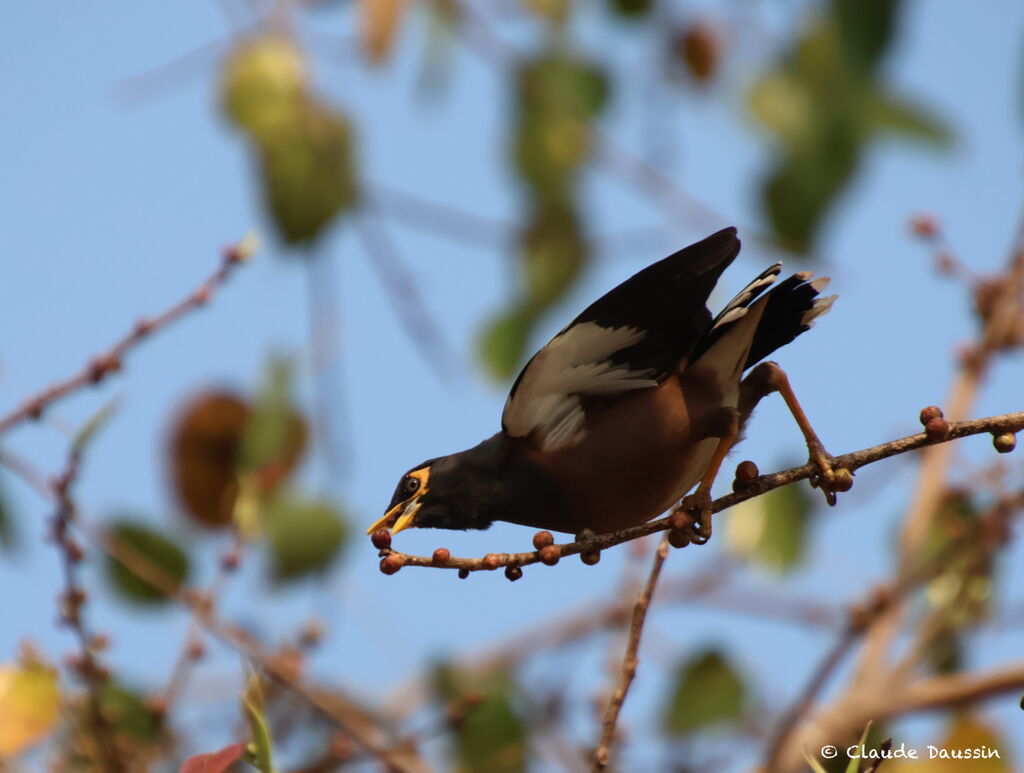 Common Myna, eats