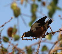 Common Myna