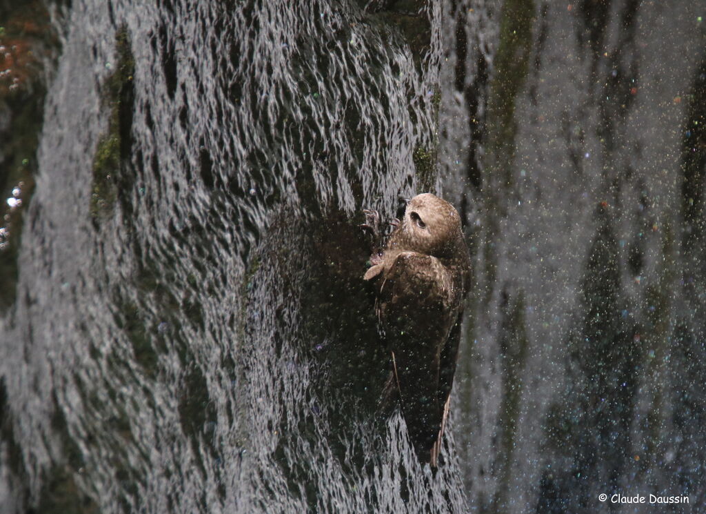 Great Dusky Swift