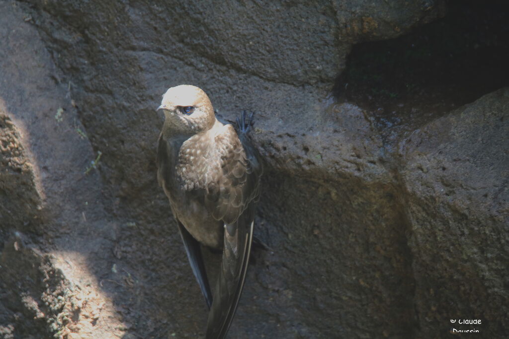 Great Dusky Swift