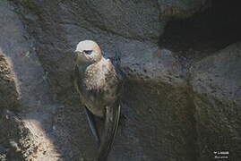 Great Dusky Swift