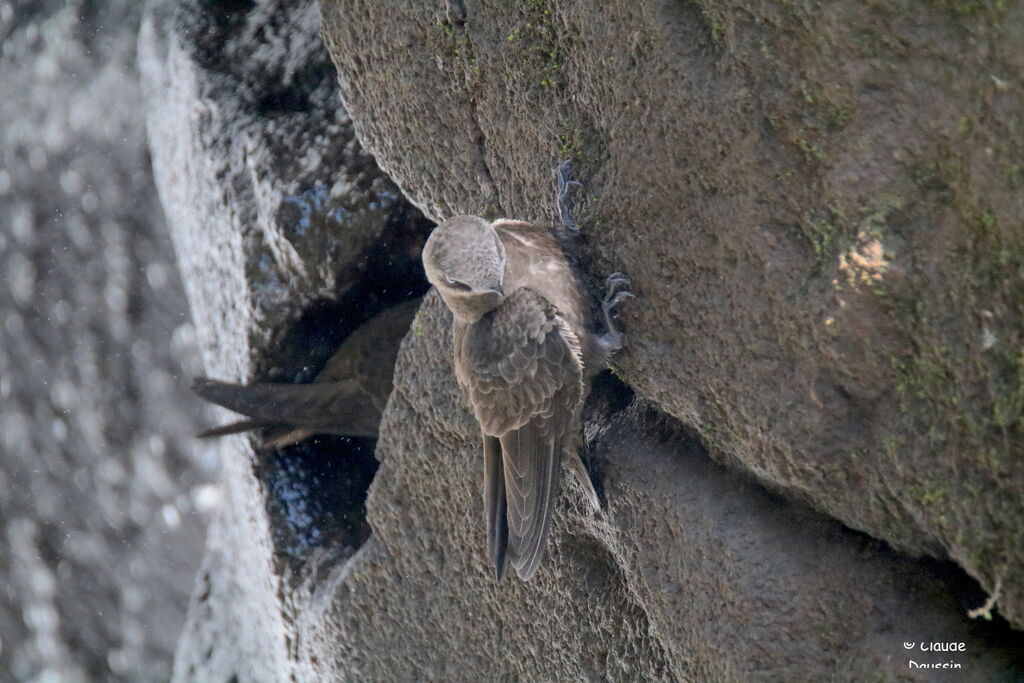 Great Dusky Swift