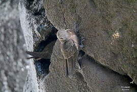 Great Dusky Swift