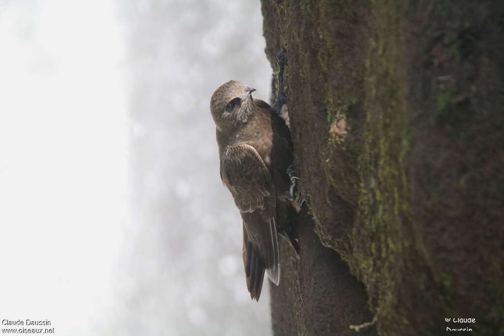 Great Dusky Swiftadult