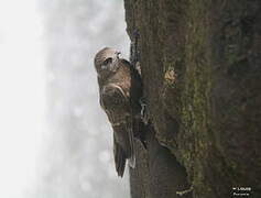 Great Dusky Swift