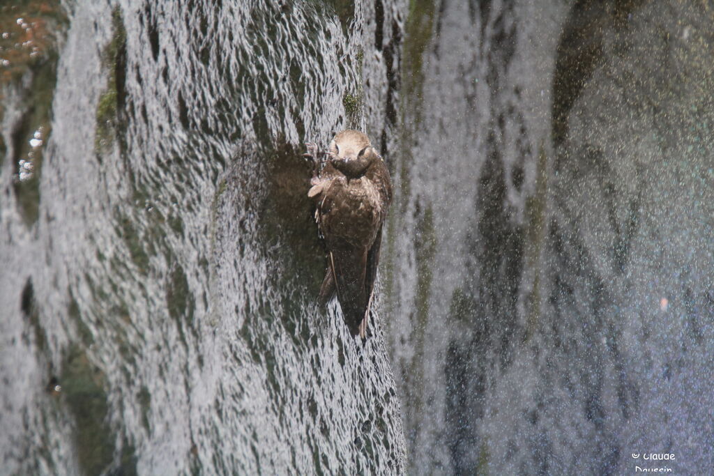 Great Dusky Swift