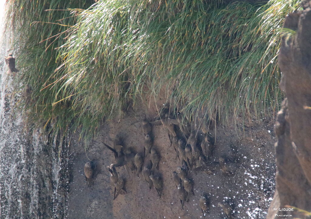 Great Dusky Swift