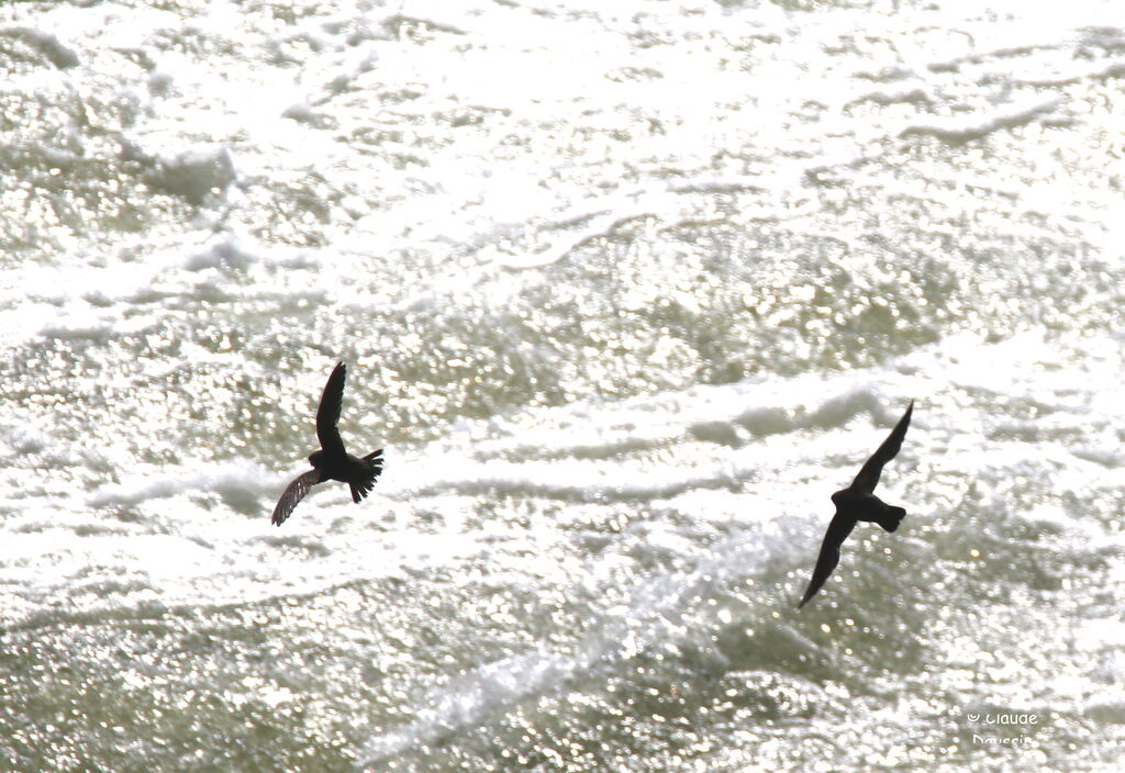 Great Dusky Swiftadult, Flight, fishing/hunting