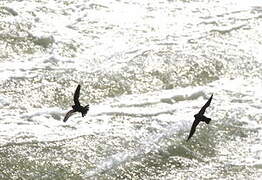 Great Dusky Swift