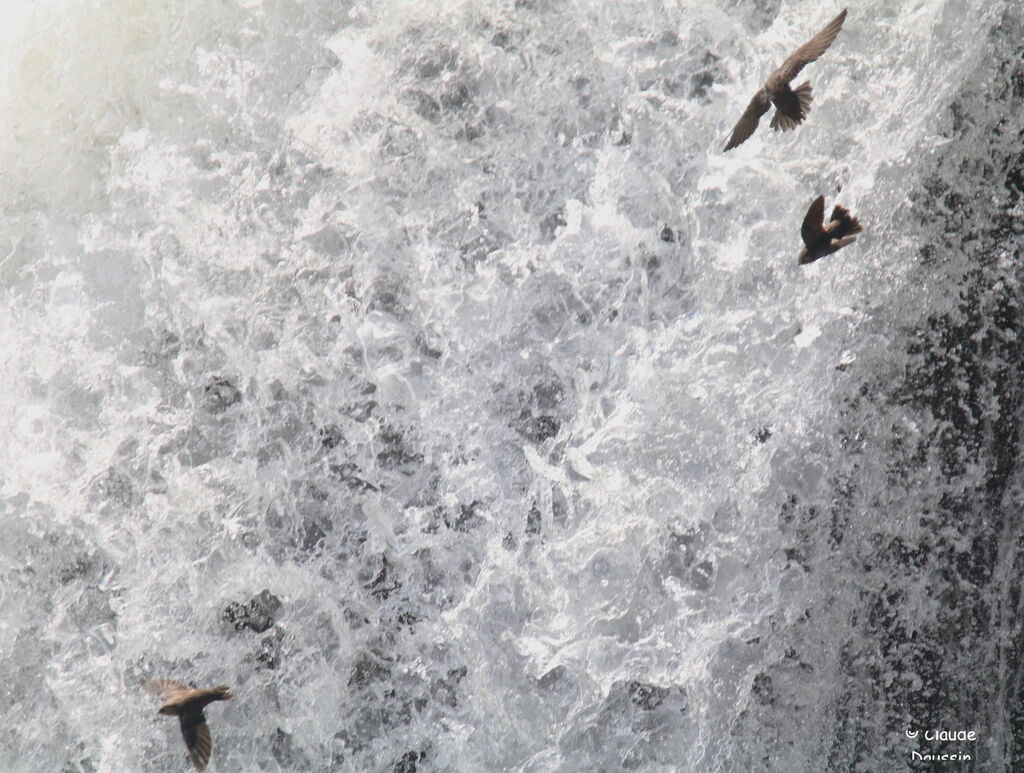 Great Dusky Swift, Flight, fishing/hunting