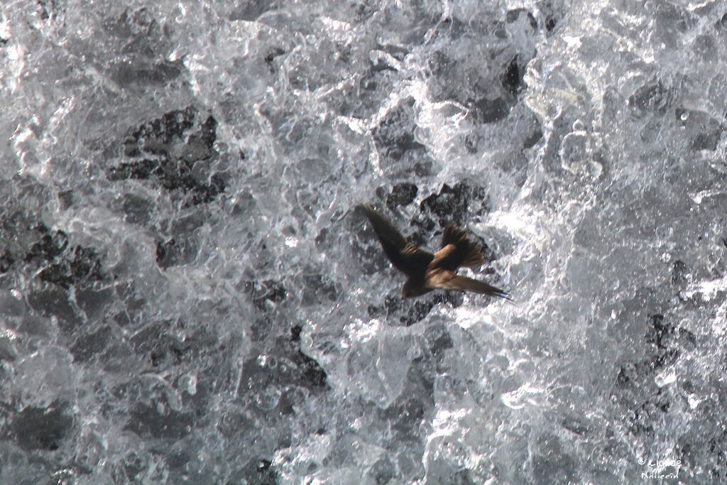 Great Dusky Swift, Flight, fishing/hunting