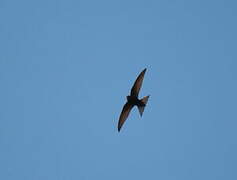 Common Swift