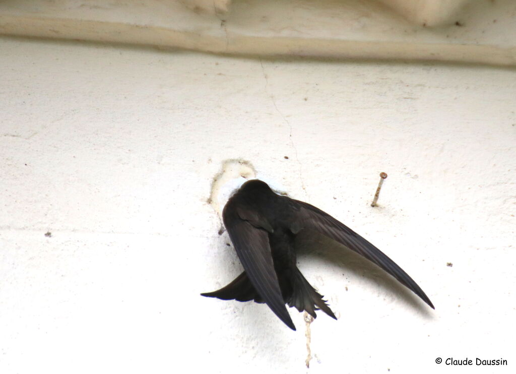 Common Swiftadult