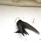 Martinet noir