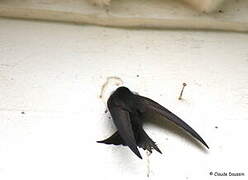 Common Swift