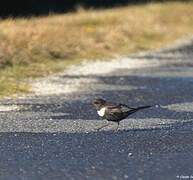 Ring Ouzel