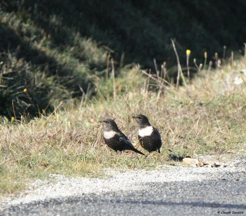 Ring Ouzel