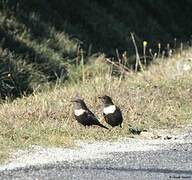 Ring Ouzel