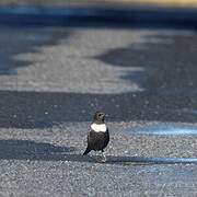 Ring Ouzel