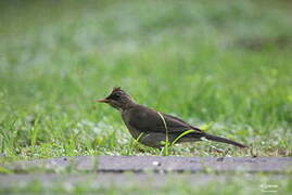 Creamy-bellied Thrush