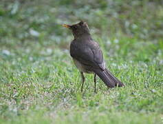 Creamy-bellied Thrush