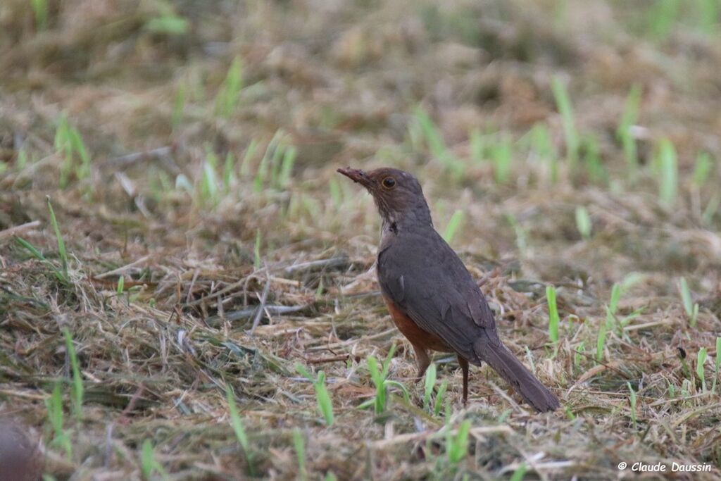 Rufous-bellied Thrush