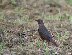 Rufous-bellied Thrush