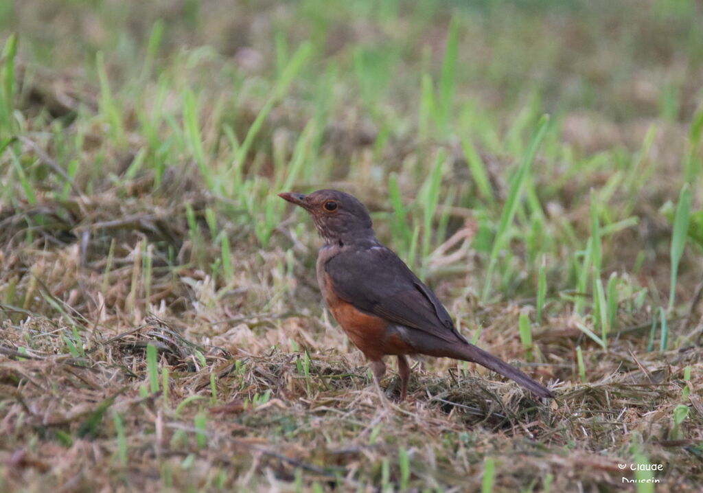 Rufous-bellied Thrush