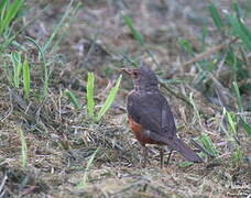 Rufous-bellied Thrush