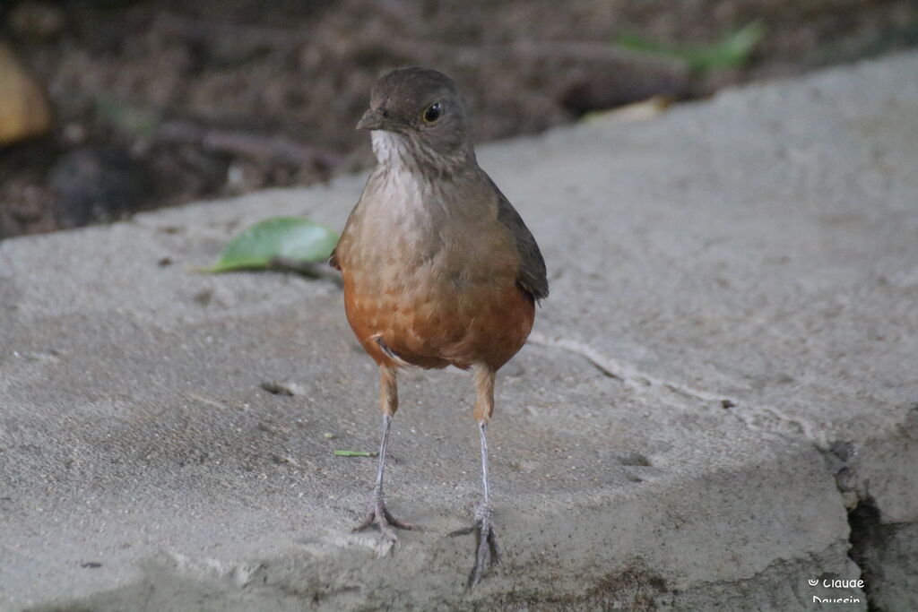 Rufous-bellied Thrush