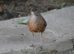 Rufous-bellied Thrush