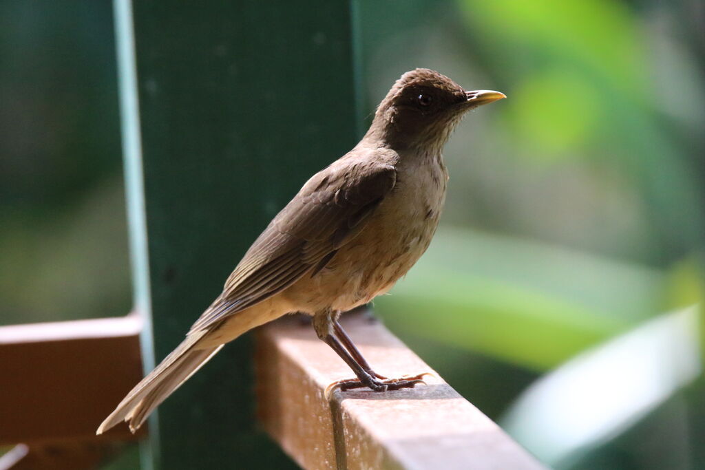 Clay-colored Thrush