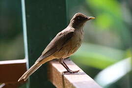 Clay-colored Thrush